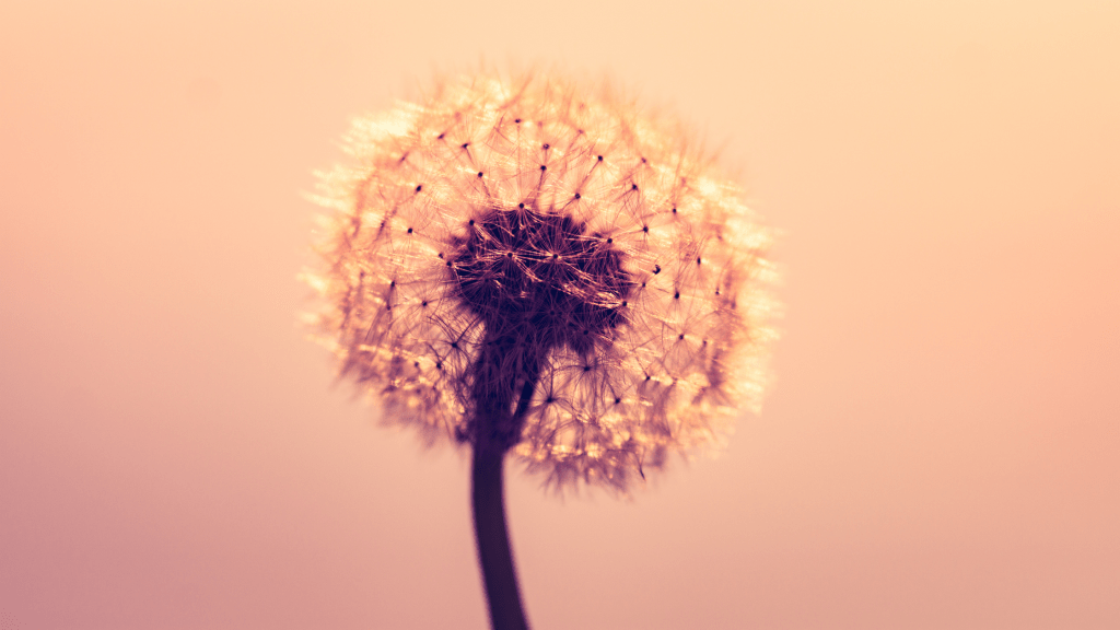 La forme, le fond et l&rsquo;Essence&nbsp;vibratoire